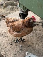 Broedeieren araucana met staart