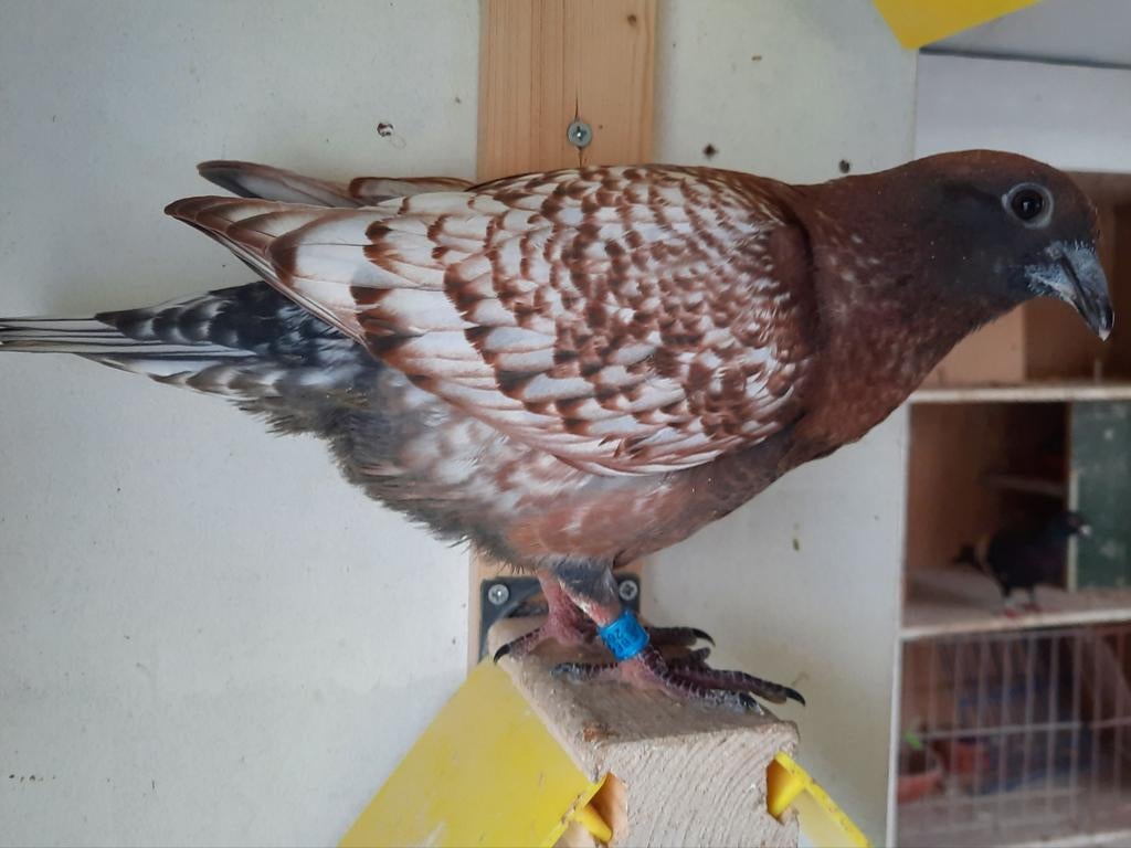 Jonge duif, speenklaar, Dieren en Toebehoren, Vogels | Duiven