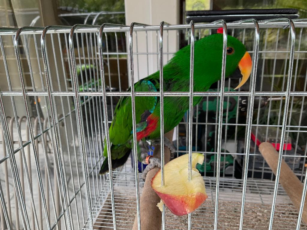 Eclectus mâle, Animaux & Accessoires, Mâle, Perroquet