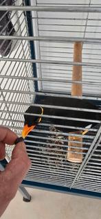 Mainate gracula intermédiere EAM, Femelle