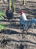 Broedeieren Amrock gestreept, Dieren en Toebehoren, Pluimvee