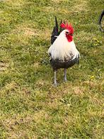 Haan, Dieren en Toebehoren, Pluimvee