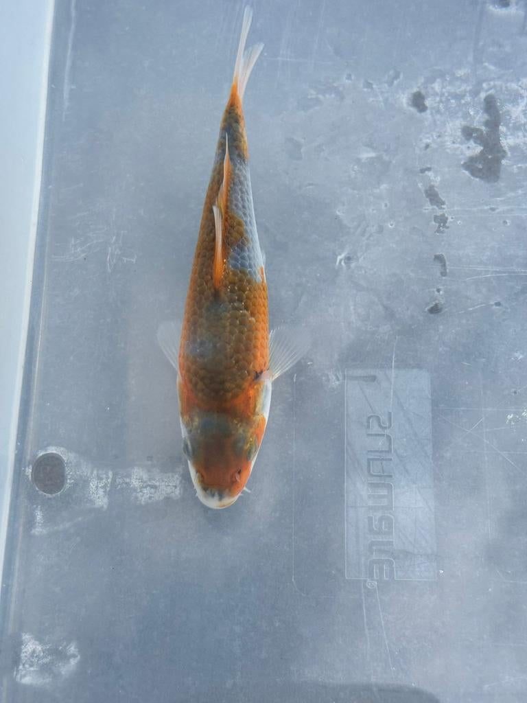 Japanse koi., Dieren en Toebehoren, Vissen | Vijvervissen