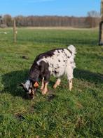 Geiten te koop, Dieren en Toebehoren, Schapen, Geiten en Varkens, Meerdere dieren, Geit, 0 tot 2 jaar