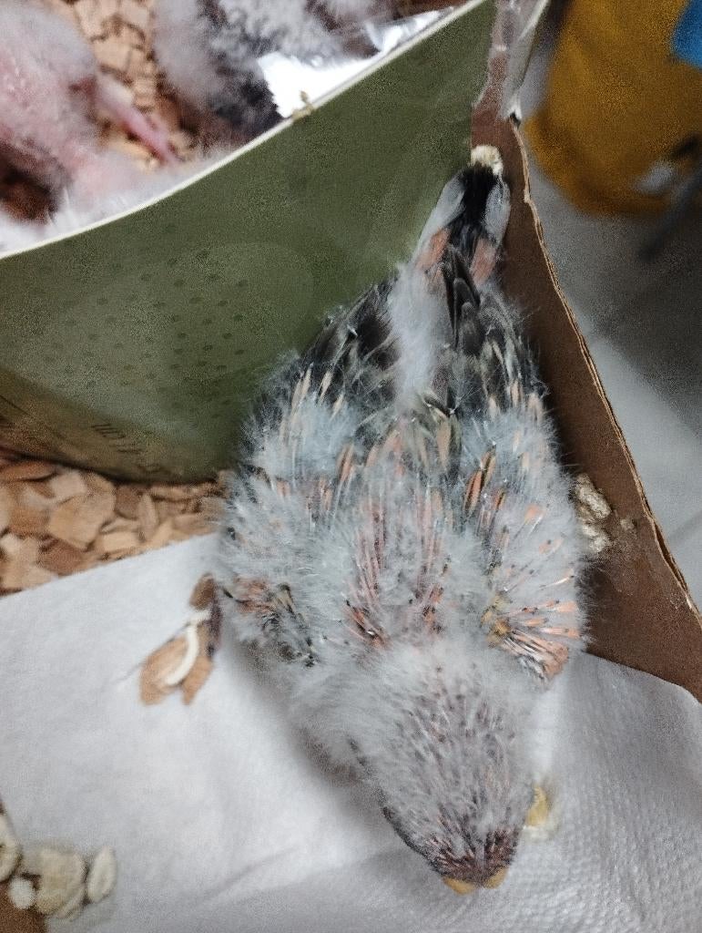 Jonge bourkes, Dieren en Toebehoren, Meerdere dieren, Parkiet