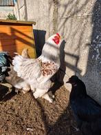 Brahma haan zalm kleurslag, Dieren en Toebehoren, Pluimvee