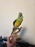 Antique Taxidermy - Male Red-rumped Parrot