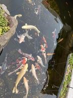 Koïvissen (verschillende kleuren), Carpe ou Koï