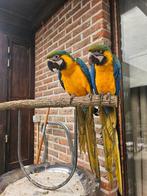 2 blauw gele ara's, Dieren en Toebehoren, Mannelijk, Papegaai, Geringd