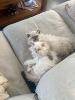 Prachtige himalaya kittens, Dieren en Toebehoren, Meerdere dieren, Gechipt, 0 tot 2 jaar
