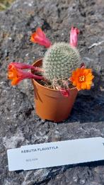 Cactus Rebutia flavistyla, p6. En fleurs., Maison & Meubles, Enlèvement, Cactus