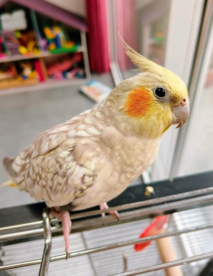 Te herplaatsen: koppel valkparkieten ️, Dieren en Toebehoren, Vogels | Parkieten en Papegaaien, Tam