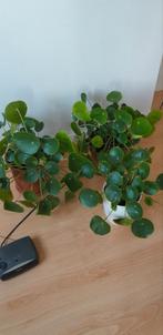 Pannenkoekplant, Huis en Inrichting, Kamerplanten, Ophalen