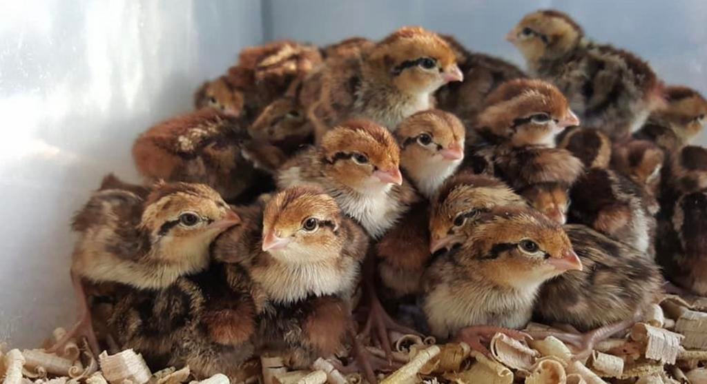 Broedmachine duits toestel w. Schumacher oberhessen, Dieren en Toebehoren, Pluimvee | Toebehoren, Broedmachine, Ophalen