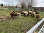 Baggerbonte lammeren, Dieren en Toebehoren, Schapen, Geiten en Varkens