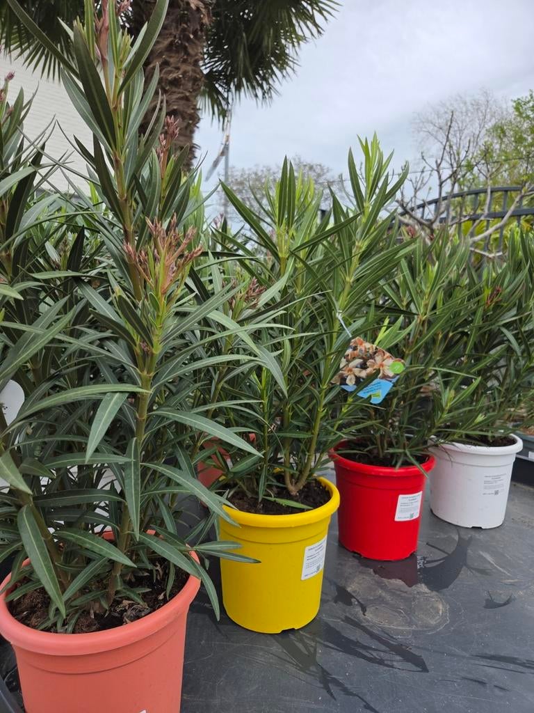 Nerium Oleander Geel, rood, wit of zalm, Ophalen