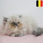 Chatons himalayens à vendre (belges), Plusieurs animaux, Vermifugé, 0 à 2 ans