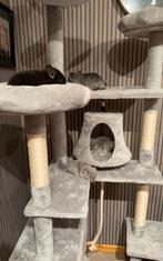 Baby chinchilla’s, Dieren en Toebehoren, Chinchilla, Mei, Meerdere dieren, Tam