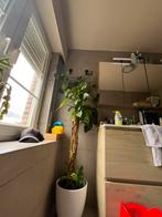 Grote Pothos, Huis en Inrichting, Kamerplanten, Ophalen