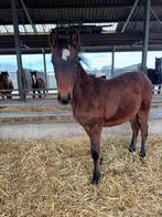 Verschillende pony veulens te koop, Dieren en Toebehoren, Paarden, Meerdere dieren, Gechipt, 0 tot 2 jaar