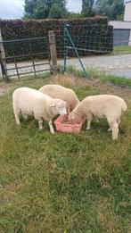 Poll Dorset(zuiver) 2x ramlam/1x ooilam., Dieren en Toebehoren