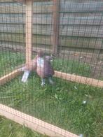 Takla super duiven 25€ stuks, Dieren en Toebehoren