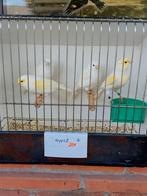 Kanaries, Dieren en Toebehoren