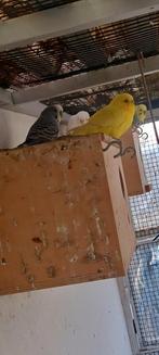 Des perruches prêtes à élever, Animaux & Accessoires, Oiseaux | Canaris