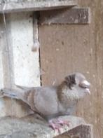 Sierduiven, Dieren en Toebehoren