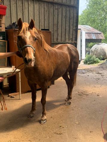 Pony beschikbaar voor biedingen