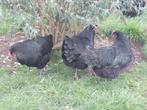 Australorp kippen, Dieren en Toebehoren, Pluimvee