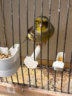 Gloster  man 15 euro, Dieren en Toebehoren, Vogels | Kanaries, Mannelijk