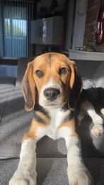 Beagle Tricolor, Animaux & Accessoires, Chiens | Beagles, Bassets & Chiens courants, Particulier, Un chien, Belgique, 8 à 15 semaines