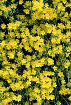A vendre plants de Jasmin d'Hiver (Jasminus Nudiflorum), Tuin en Terras, Planten | Tuinplanten, Winter, Vaste plant, Overige soorten