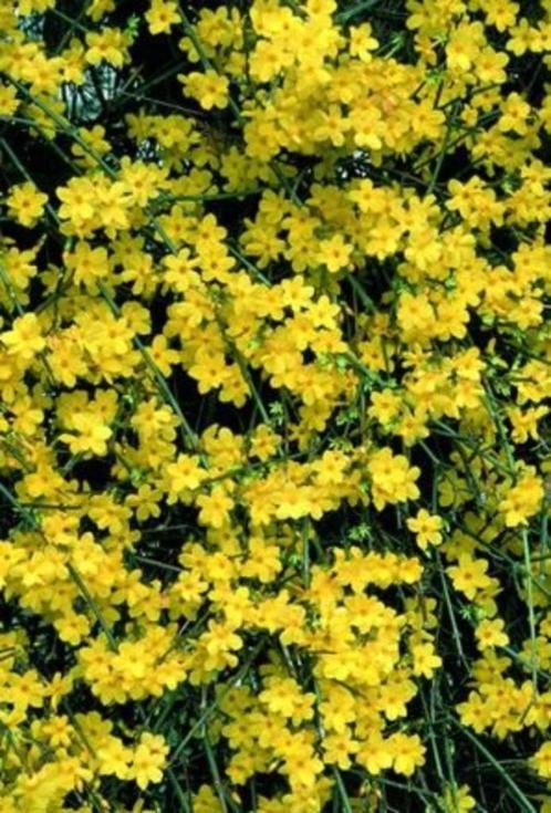 A vendre plants de Jasmin d'Hiver (Jasminus Nudiflorum), Jardin & Terrasse, Plantes | Jardin, Plante fixe, Autres espèces, Hiver