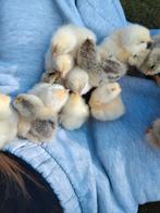 Brahma groothoender kuikens geboorte 23/4 warmte nodig !, Dieren en Toebehoren, Geslacht onbekend