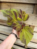 Coleus / siernetel, Tuin en Terras, Ophalen of Verzenden