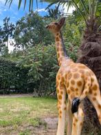 Giraf, giraffe, tuin, babykamer, zwanger 120cm, Ophalen, Nieuw, Kunststof, Dierenbeeld
