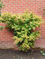 Boom (in behandeling), Tuin en Terras, Planten | Bomen, Ophalen, Halfschaduw, Overige soorten, 250 tot 400 cm