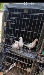 4 jongen duiven te koop 10 euro per stuk, Dieren en Toebehoren