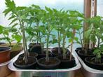 TOMATENPLANTEN, Tuin en Terras, Planten | Tuinplanten, Ophalen
