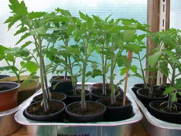 PLANTES DE TOMATE, Enlèvement