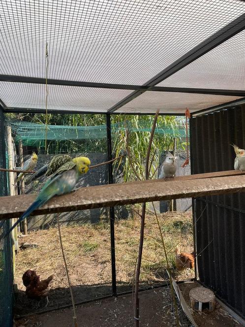 Lot valk en grasparkieten, Dieren en Toebehoren, Vogels | Parkieten en Papegaaien, Parkiet, Meerdere dieren