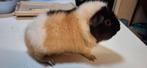 US Teddy beertje van oktober 2024, Dieren en Toebehoren, Cavia, Mannelijk, Tam, Oktober