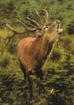 BRULLEND  HERT, Verzamelen, Postkaarten | Dieren, Verzenden, Ongelopen, Wild dier