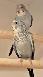 Grijze & blauwe blackwings, Dieren en Toebehoren