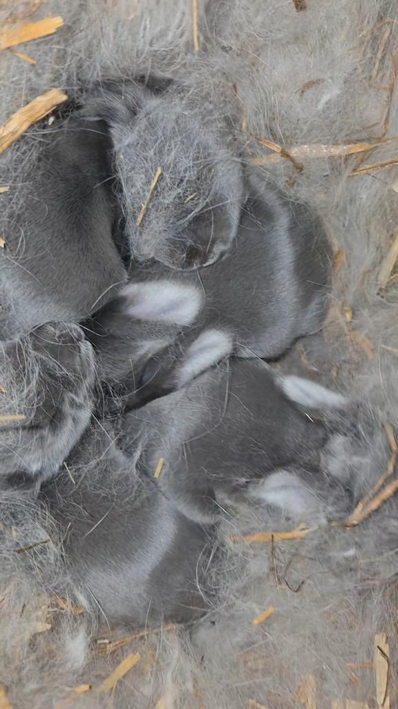 Franse hangoor, Dieren en Toebehoren, Stalling en Weidegang