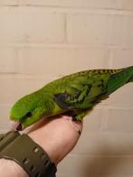 Handtamme catharina parkiet 2025, Dieren en Toebehoren, Vogels | Parkieten en Papegaaien, Vrouwelijk, Parkiet, Geringd