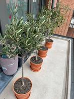 Plante Olivier, Jardin & Terrasse, Enlèvement