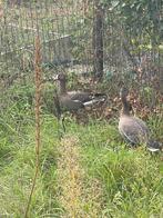 Goudoog ganzen, Meerdere dieren, Gans of Zwaan